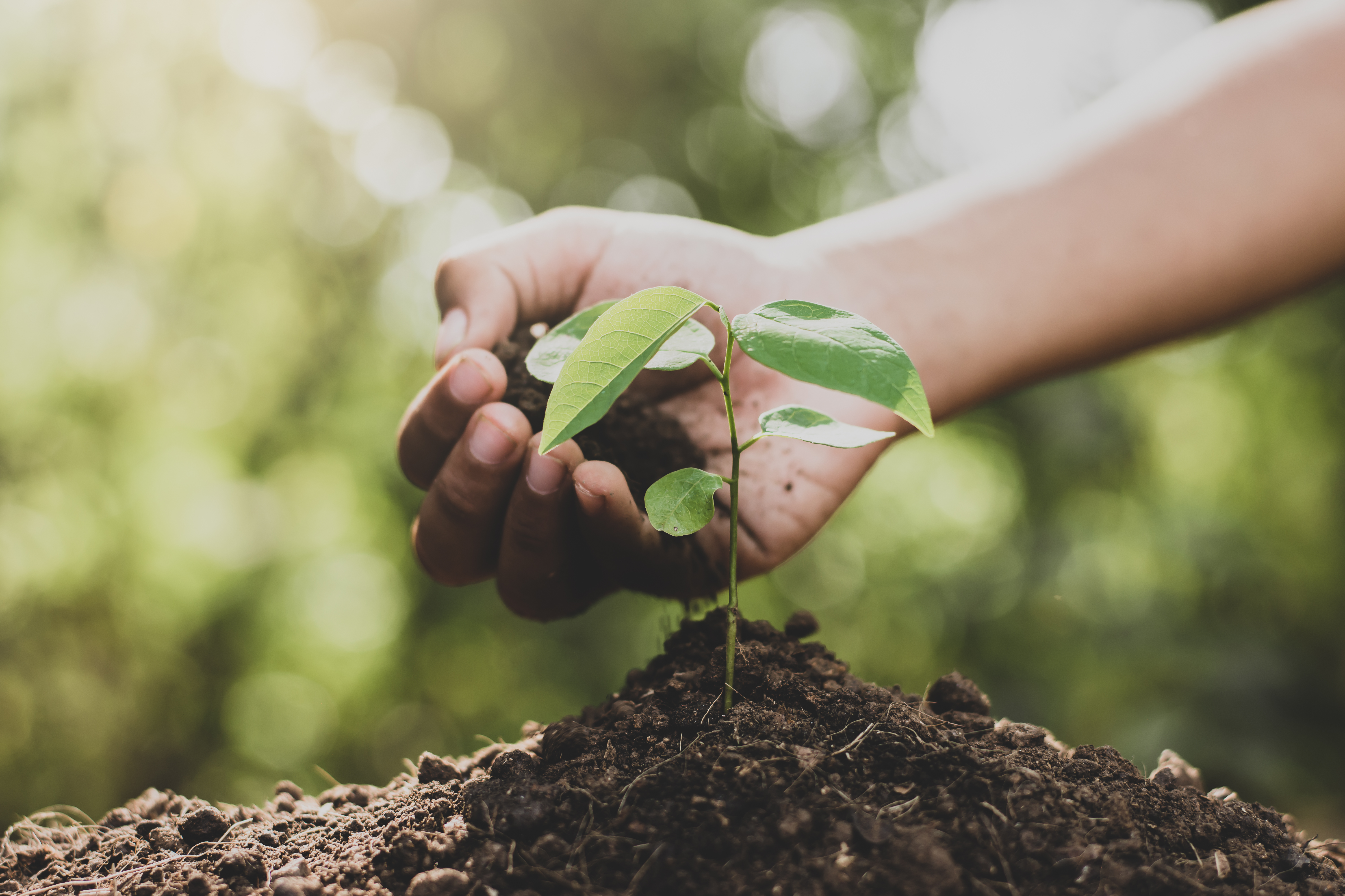 FCC S.A. performs environmental volunteering activities